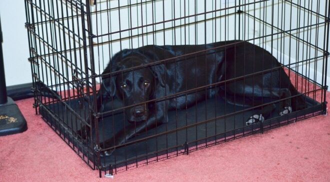 The importance of a cage for a dog
