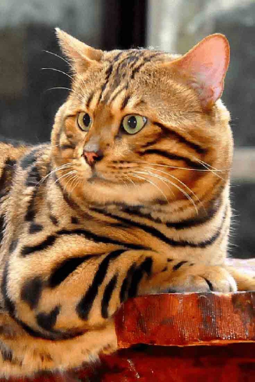 10 Cat Breeds That Surprisingly Love Water 