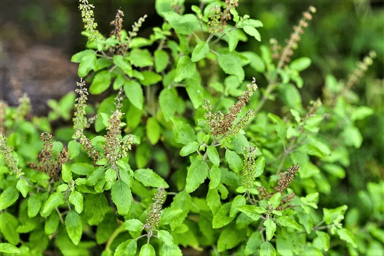 Here are 15 health benefits of tulsi