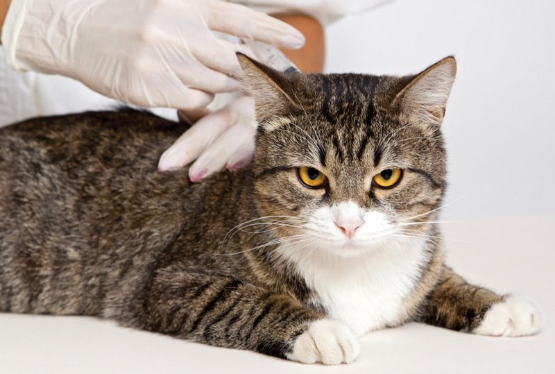 Here Are Some Awesome Cat Facts From Our Experts!