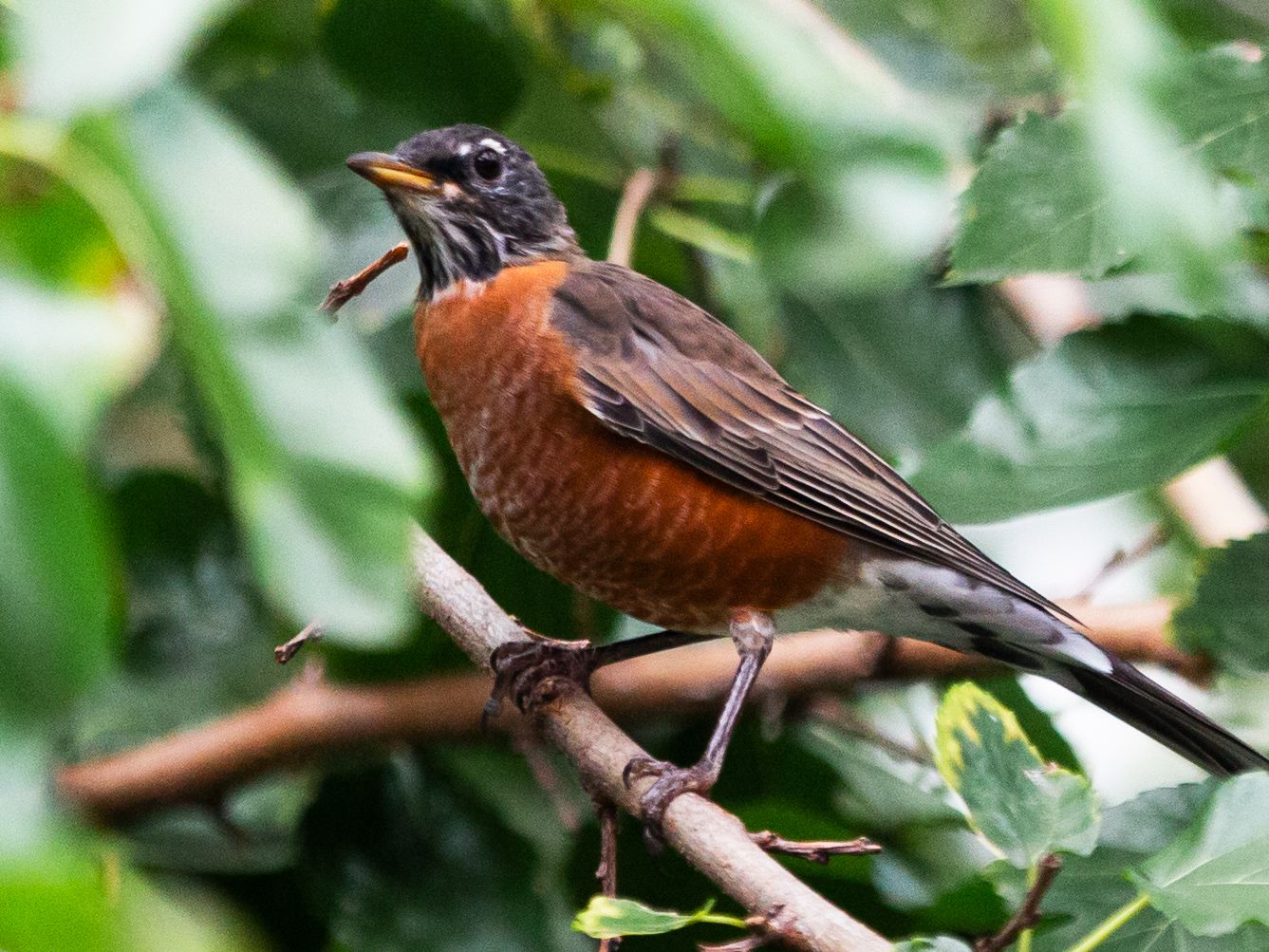 The Scientific Name For A Common Birds