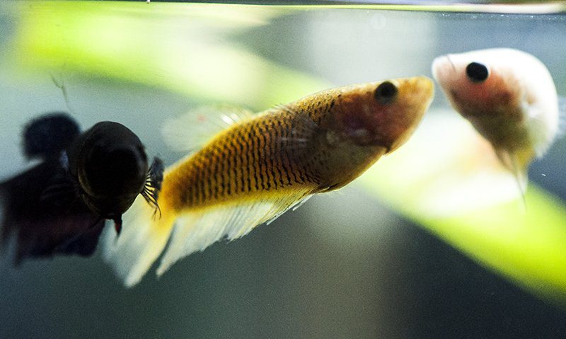 The Newest Trend In Pets: Female Betta Sororities Fish