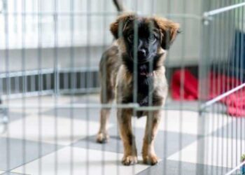 The importance of a cage for a dog