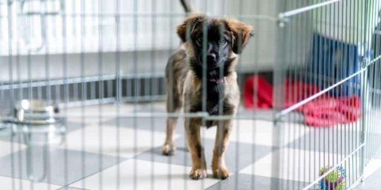 The importance of a cage for a dog