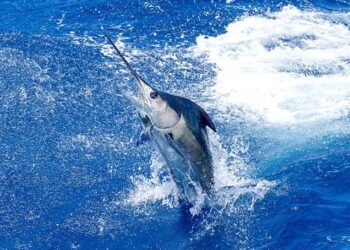 Best Saltwater Fishing Places in the United States of America