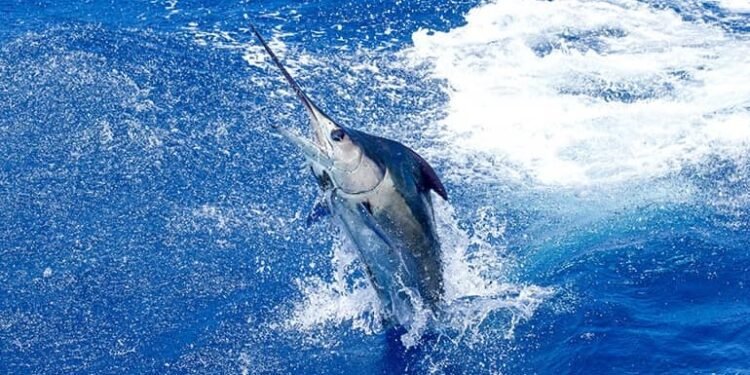 Best Saltwater Fishing Places in the United States of America