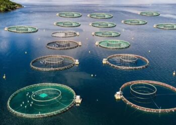 Seafood Production in South America