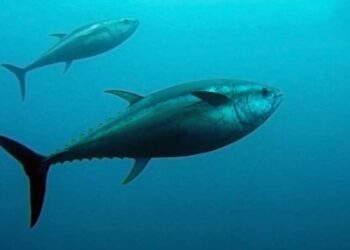 Launching a Thriving Tuna Fishing Business in California