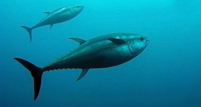 Launching a Thriving Tuna Fishing Business in California