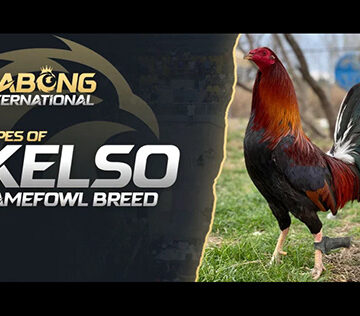 Sabong International Explained: Culture, Controversy, and What People Get Wrong